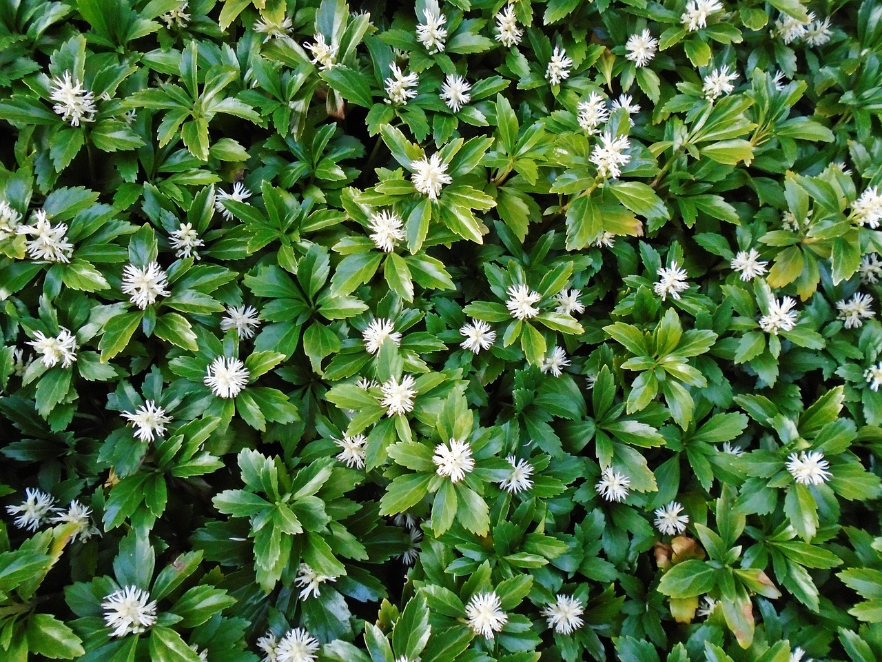Best Ground Cover Plants for Low Maintenance Gardens